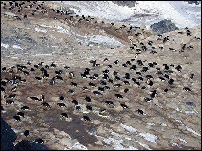 Adelie penguin rookery at Cape Royds