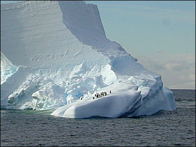 Adelie penguins on an iceberg