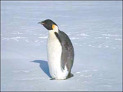 Emperor penguin