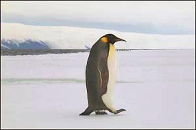 Emperor penguin