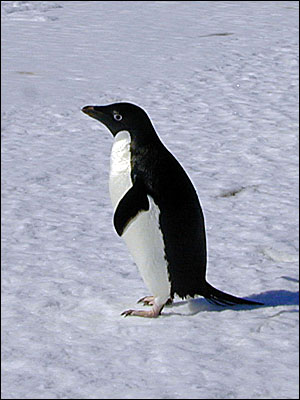 Adelie penguin