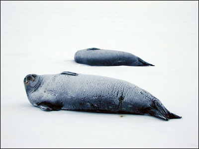 Weddell seals