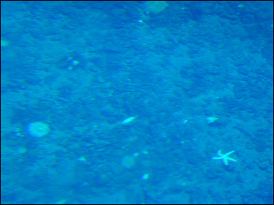 View of the ocean bottom from the observation tube