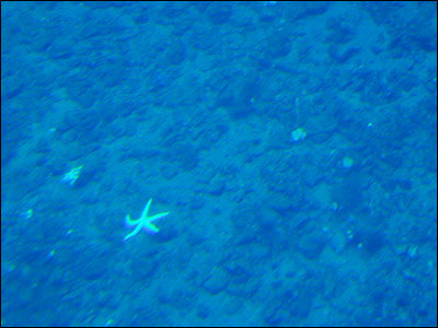 View of the ocean bottom from the observation tube