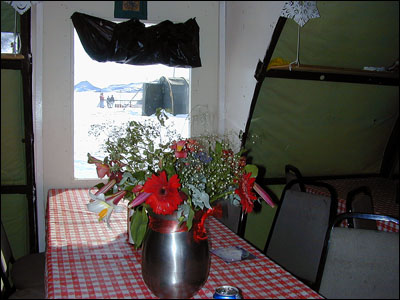 Fresh flowers in Antarctica