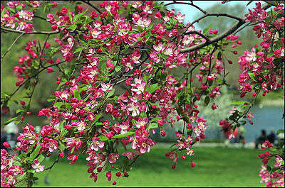 Flowering Tree