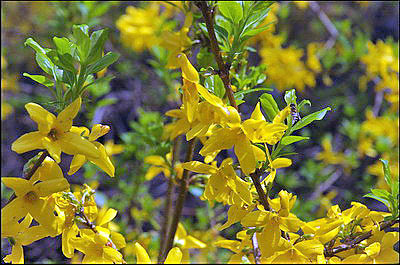 Flowering Bush