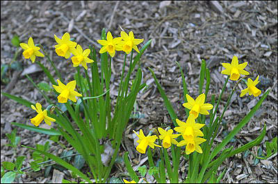 Daffodils