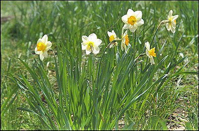 Daffodils