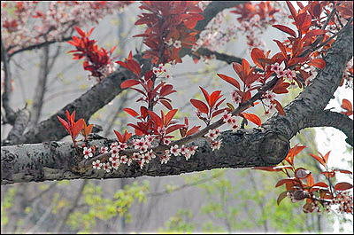 Cherry Trees