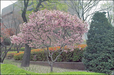 Cherry Trees