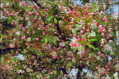 Cherry Trees