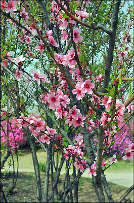 Cherry Trees