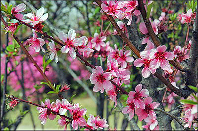 Cherry Trees