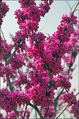 Cherry Trees