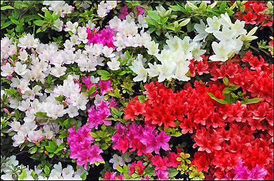 Azaleas