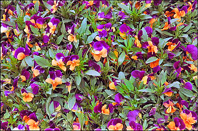 Pansies