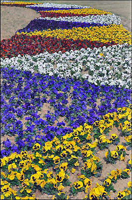 Flower Display