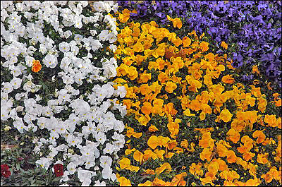 Flower Display