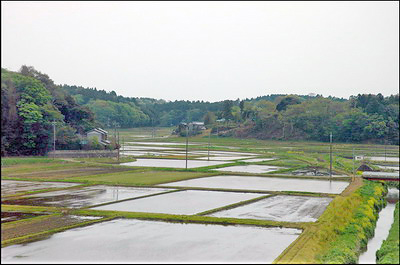 Rice Paddies